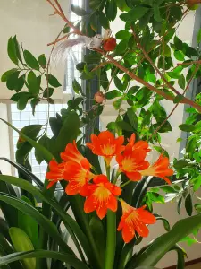 Annelies 03 Clivia en Ficus